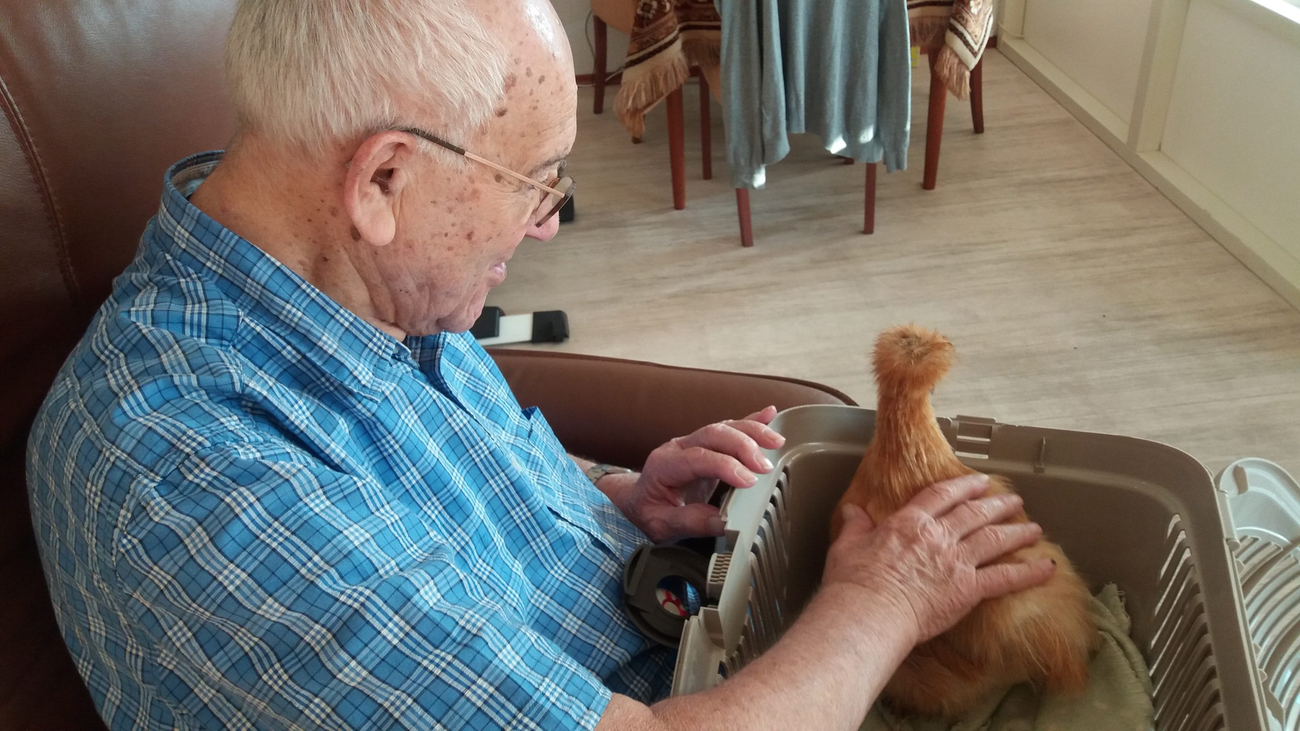 Onderzoek naar het effect van knuffelkippen