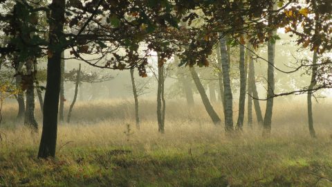 Beeindigen lidmaatschap IVN Bernheze