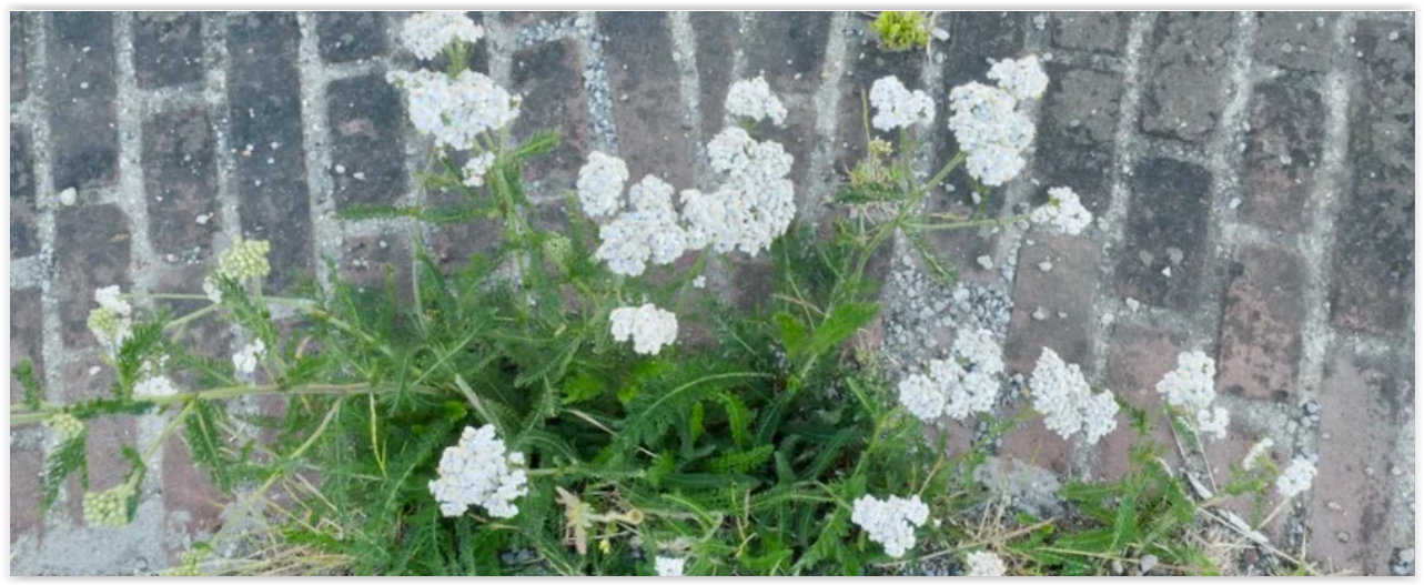 Stoepplantje van de week: duizendblad