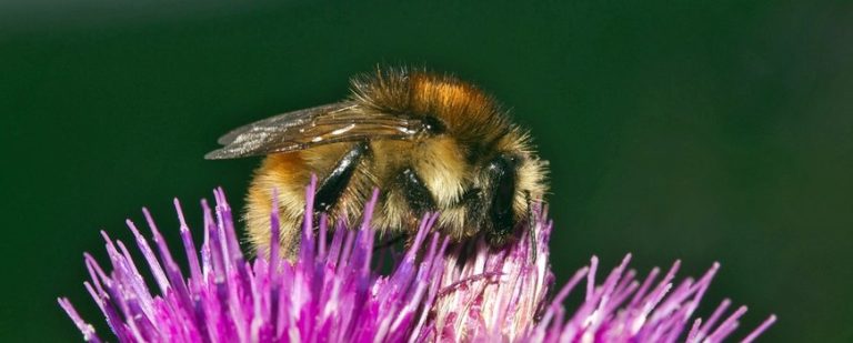 Ernstig bedreigde heidehommel herontdekt