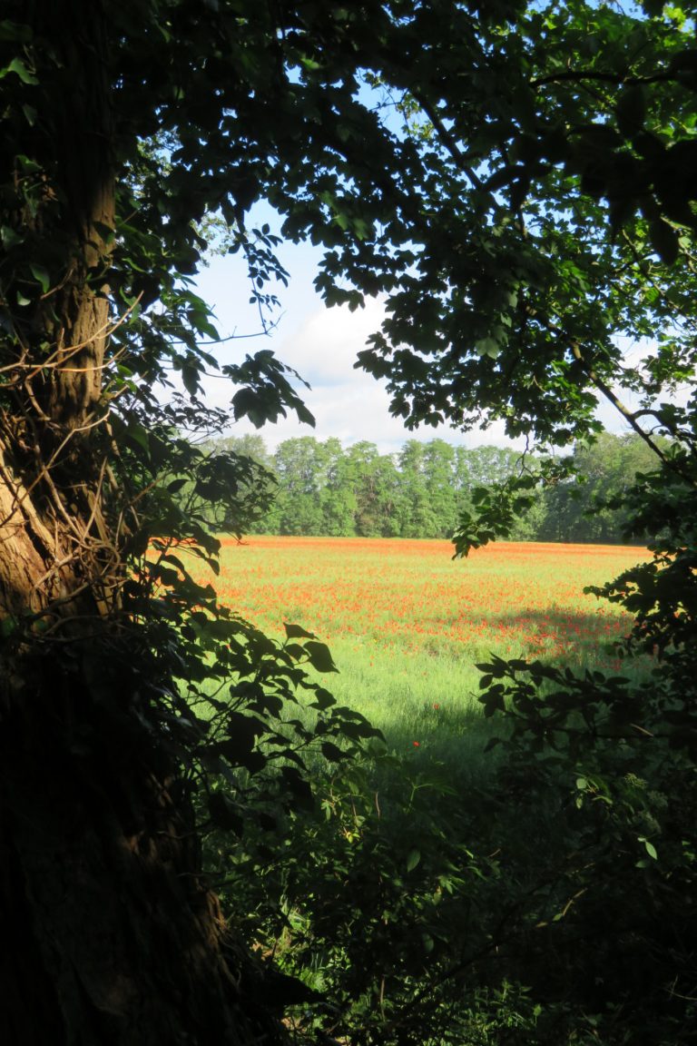 Wandeling voor senioren