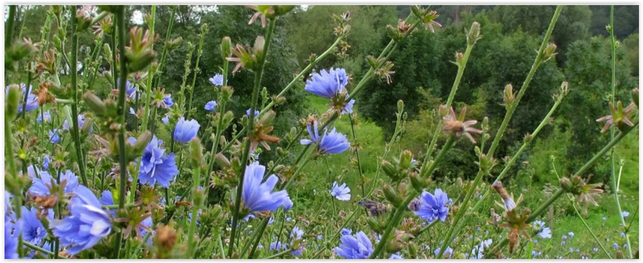 Wilde Cichorei, Cichorium intybus