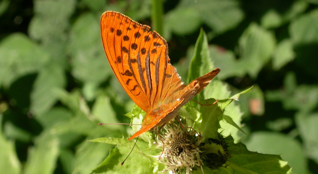 Oranje vlinder met gevlekte vleugels rust op een groene plant in zonlicht.