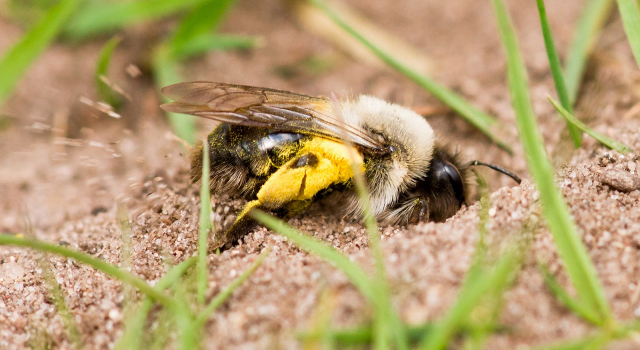 Bij graven in zand verplaatst een hommel aarde rondom zich.