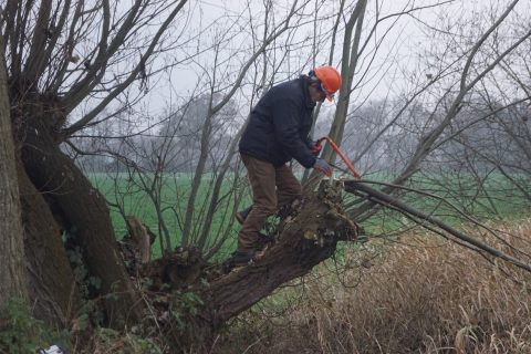 Het knotten van 7 wilgen Ruitersweg West in Heesch