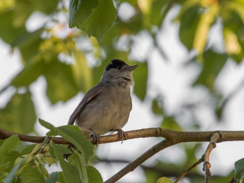 Laat de Natuur niet stikken!