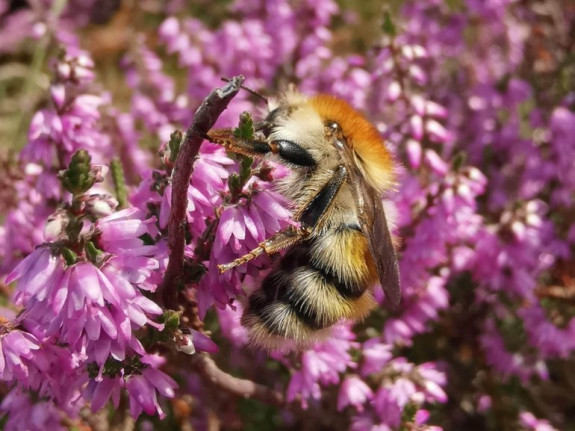 Heidehommel op struikheide