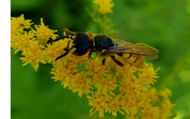 Bijenwolf Phylanthus triangulum