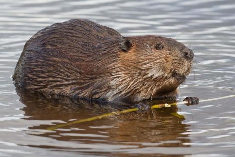 Bever aan het werk bij Kasteel Heeswijk