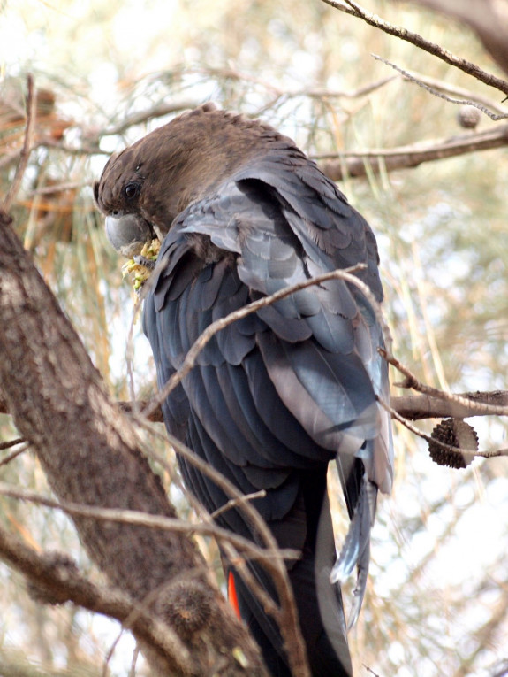 Bruine Raafkaketoe (Calyptorhynchus lathami)