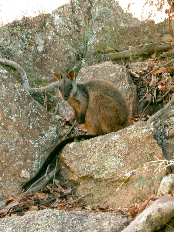 Kwaststaartrotskangoeroe (Petrogale penicillata) 