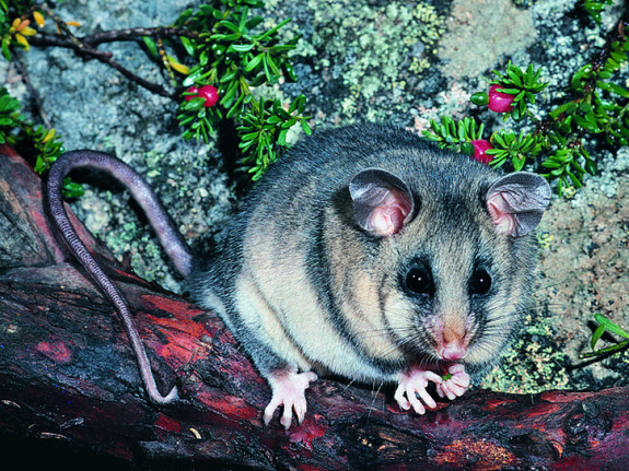 Dwergbuidelmuis (Burramys parvus)