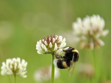 De aardhommel Anthonie Stip