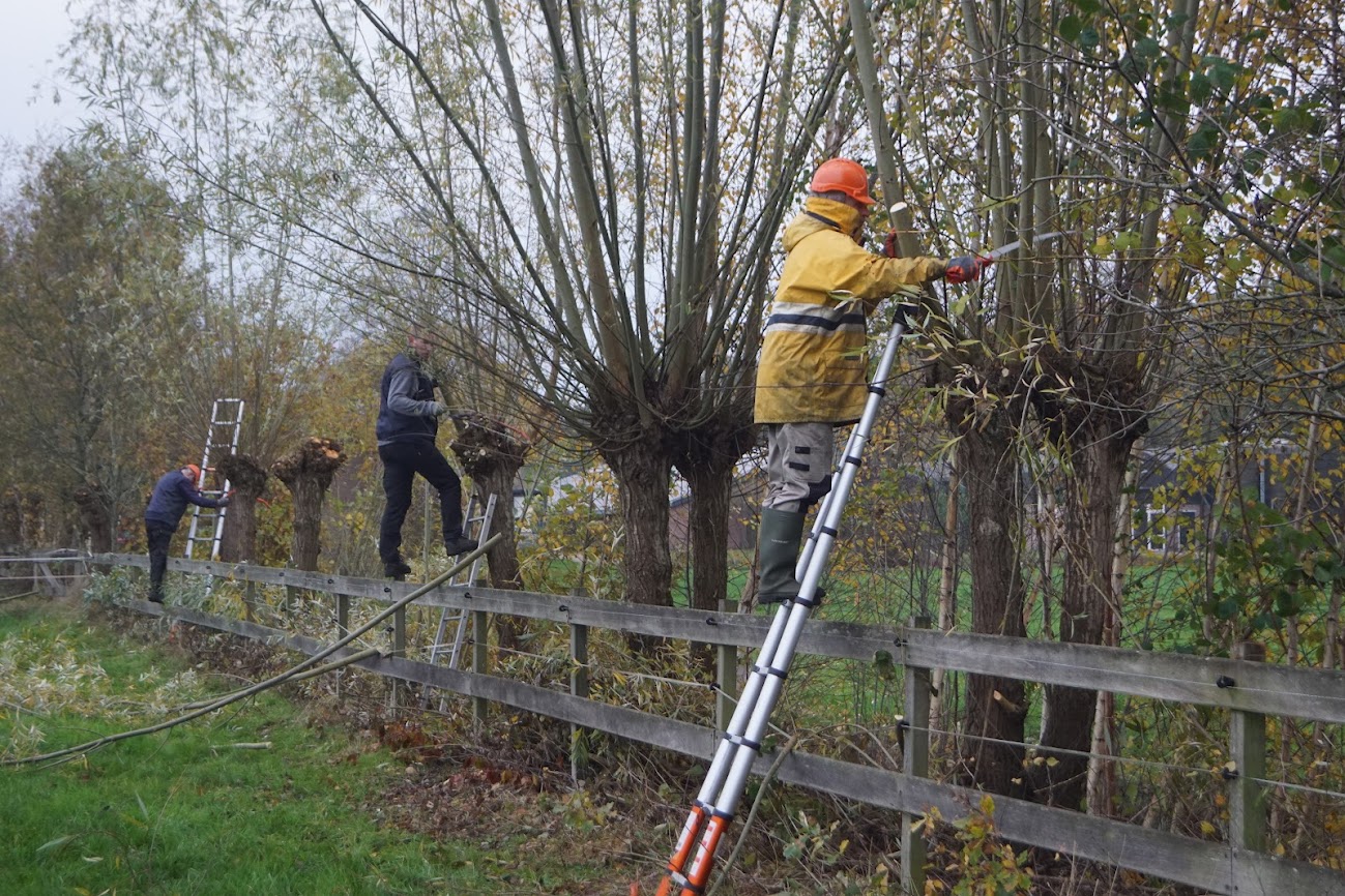 Wilgen knotten Busselse steeg, Loosbroek op zaterdag 19 november 2022