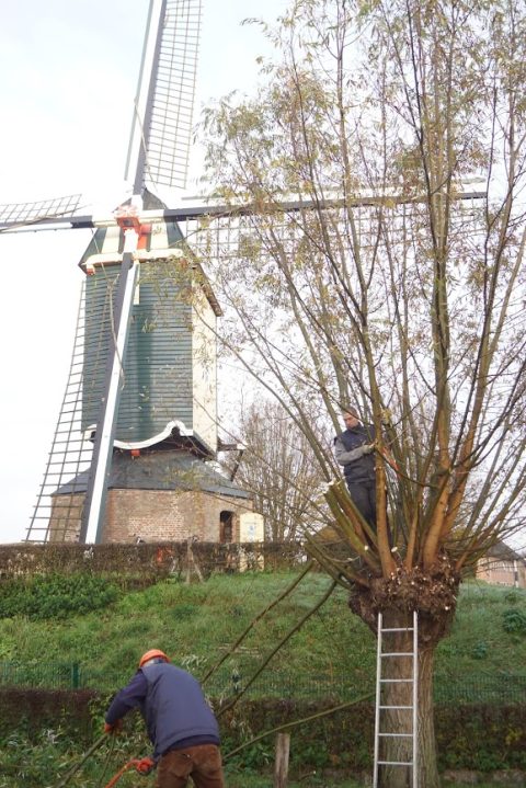 Wilgen knotten bij de standaardmolen van Nistelrode