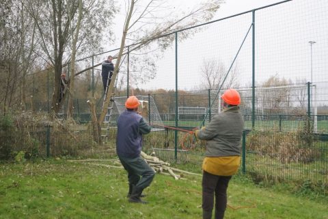 Wilgen knotten Droevendaal Heeswijk