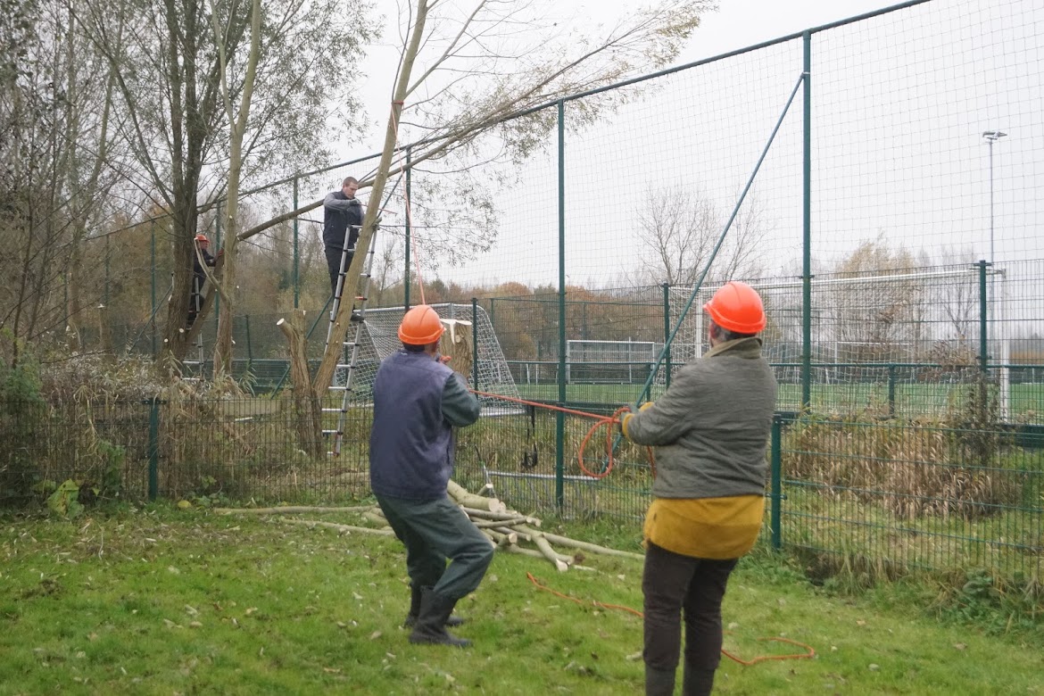 Wilgen knotten Droevendaal Heeswijk