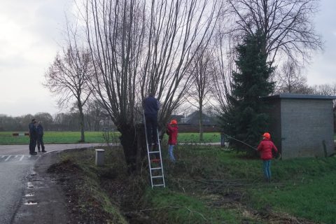 Wilgen knotten aan de Zandstraat/Vorstenbosseweg en Justitieweg op zaterdag 24 december 2022.