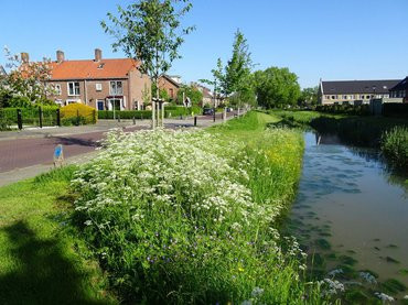natuur in de wijk