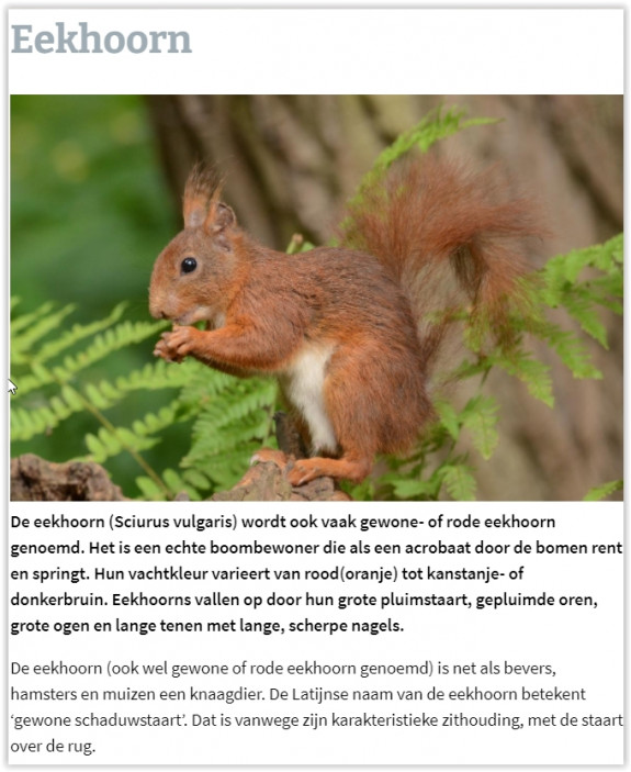 Eekhoorn