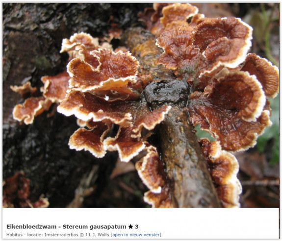 eikenbloedzwam