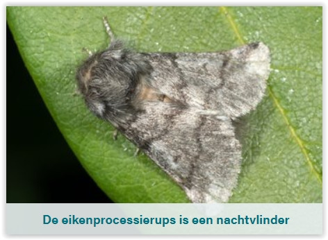 eikenprocessierups vlinder