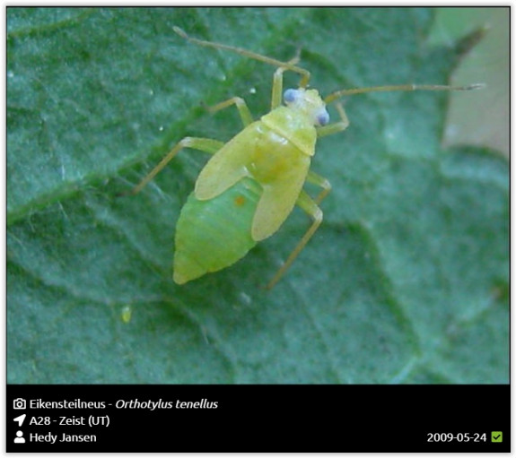 Eiken steilneus