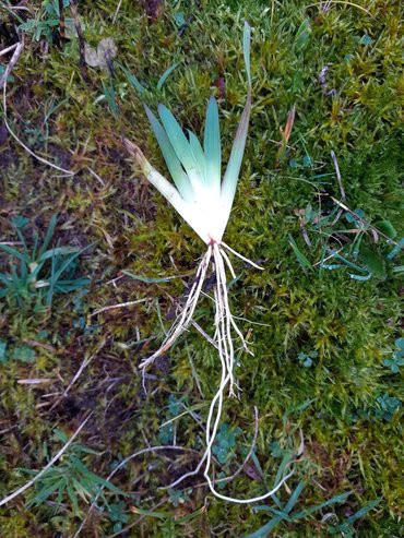 Gele Bieslelie Foto: M.Lieman