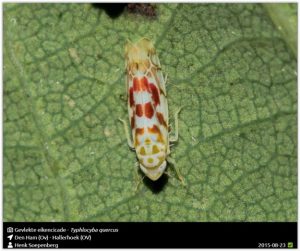 gevlekte_eikencicade_typhlocyba_quercus_0