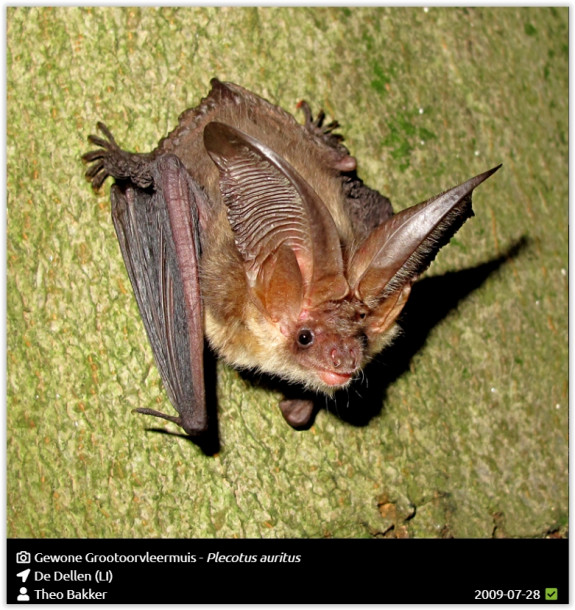 Gewone grootoorvleermuis Plecotus auritus