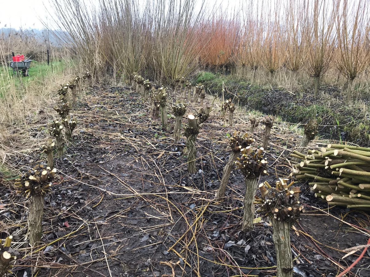 Griendcultuur Kasteel Heeswijk