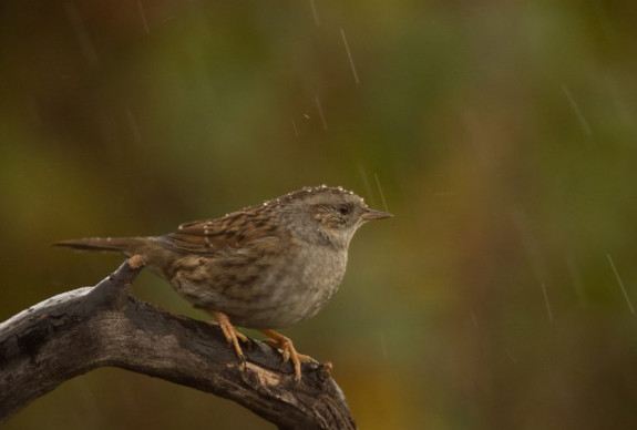 Heggenmus in de regen