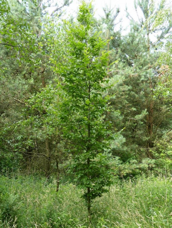 herstelplan13