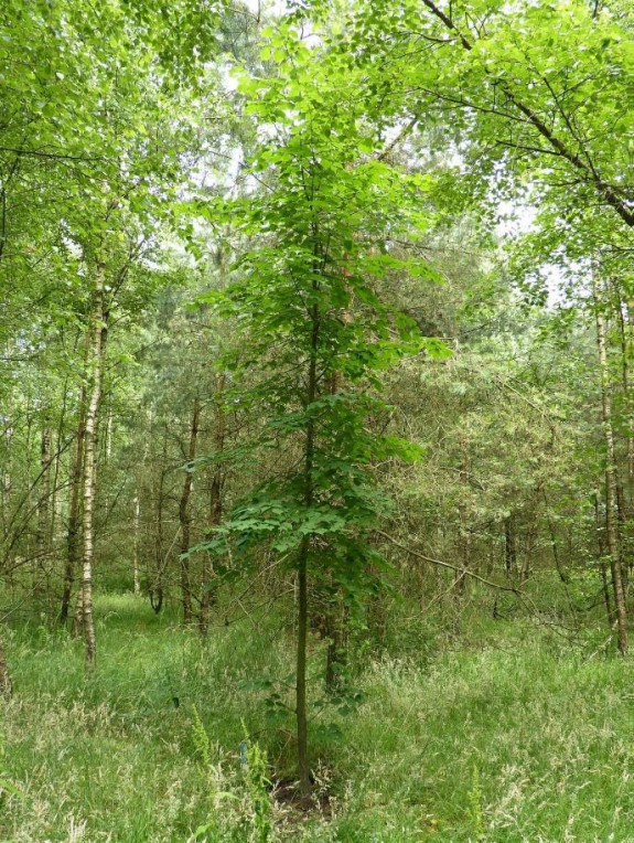 herstelplan14