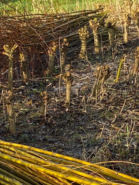 Griendcultuur Kasteel
