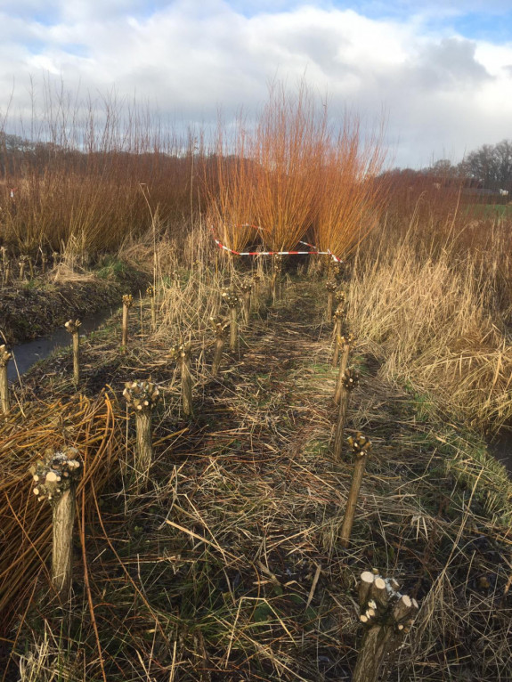 Griendcultuur Kasteel