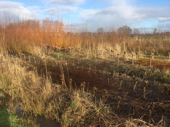 Griendcultuur Kasteel
