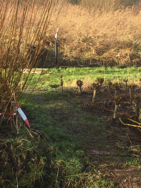 Griendcultuur Kasteel