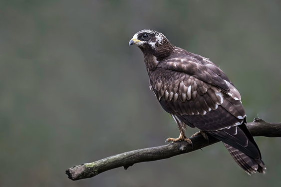 Juveniel wespendief. Foto: Pascal de Munck