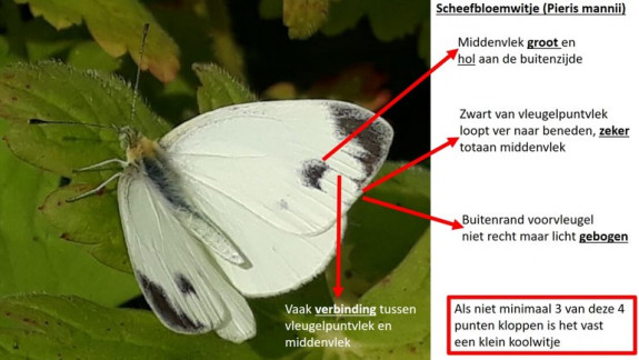 Kenmerken scheefbloemwitje