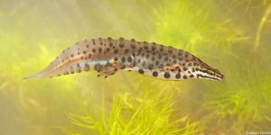 kleinewatersalamander_jh_001_1200x600_0