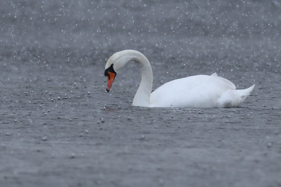 Knobbelzwaan in de regen