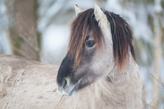 Konikpaard in wintervacht