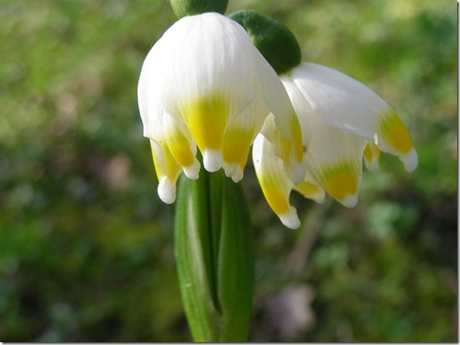 Stand van lente nu vergelijkbaar met vijftig jaar geleden