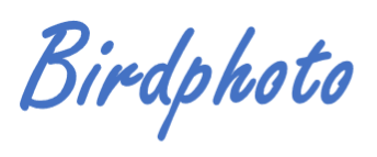 Logo Birdphoto