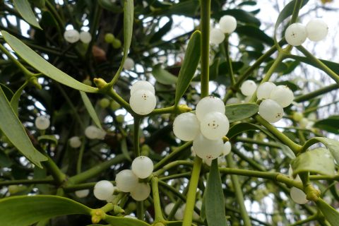 Verhalen, sagen, legenden … uit de natuur