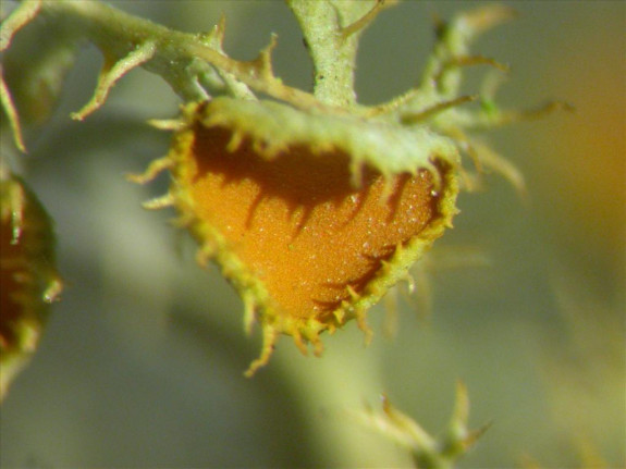 oranje wimpermos - Teloschistes chrysophthalmus