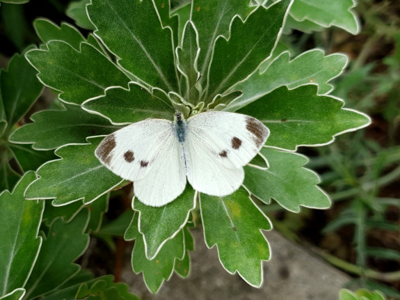 Scheefbloemwitje op Ajana Pacifica Fons Jacobs