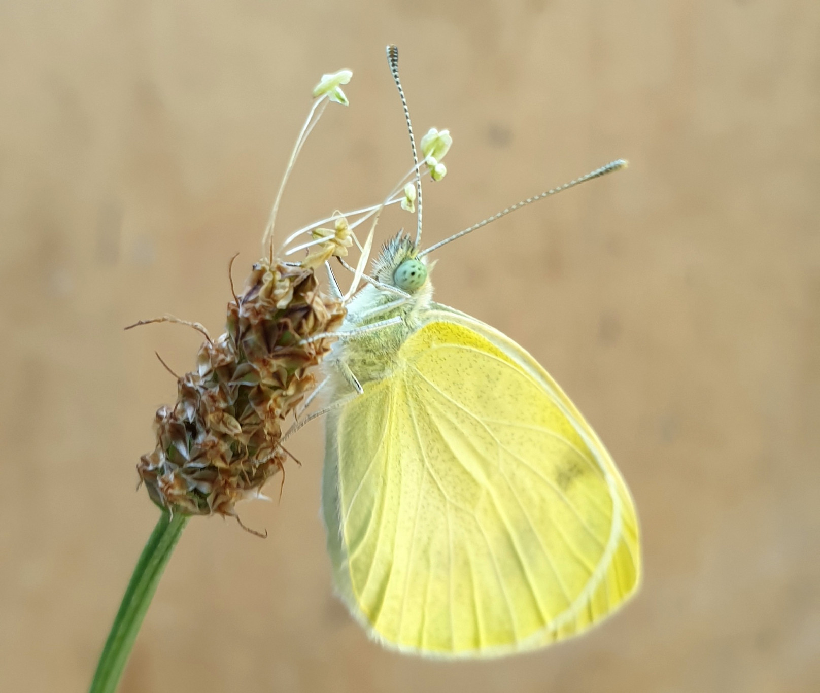 Opmerkelijke foto’s van vlinders