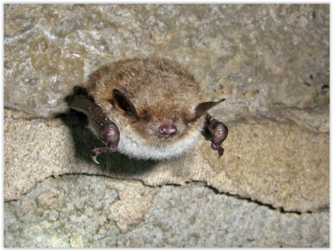 2023: Jaar van de meervleermuis (Myotis dasycneme)